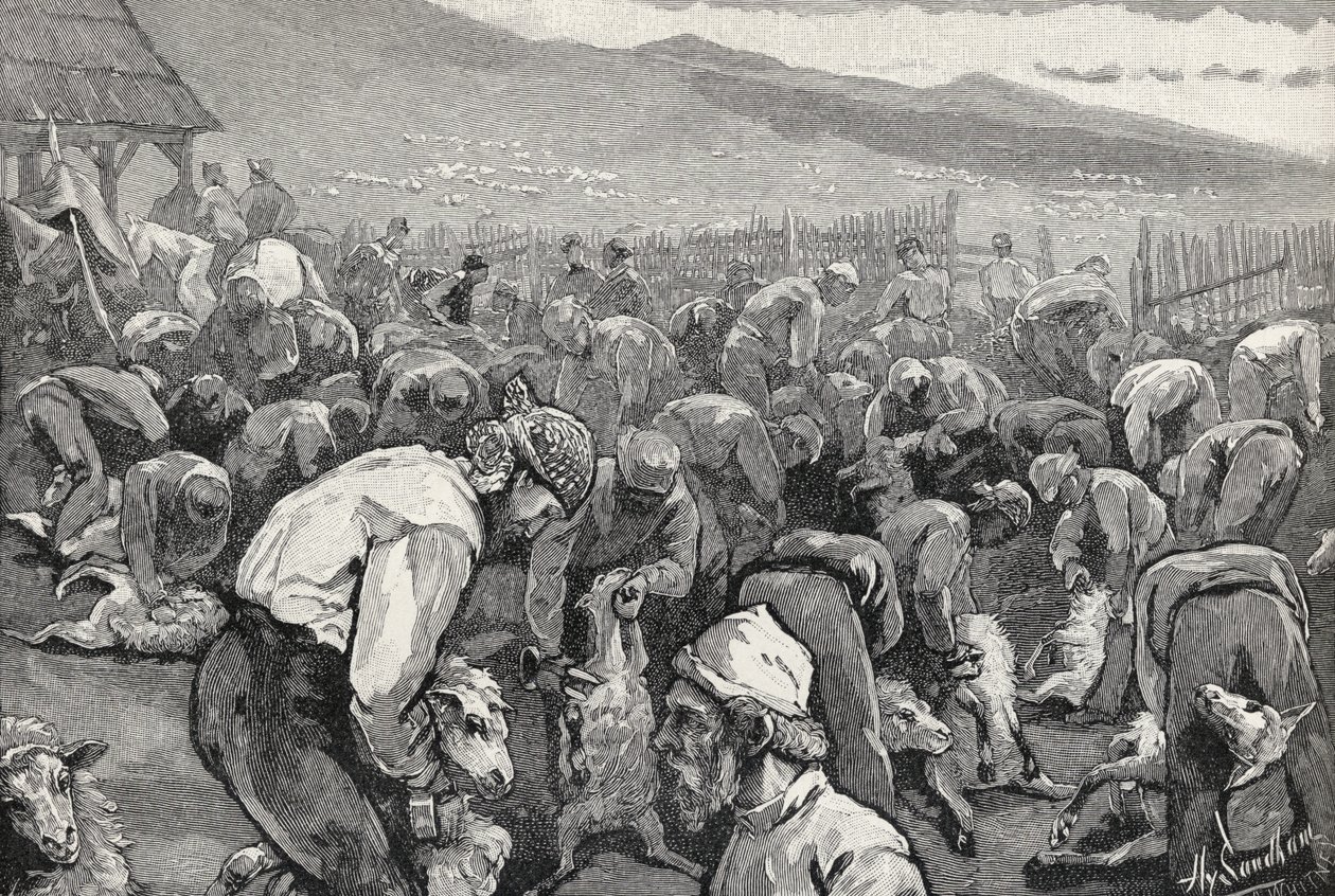 Fårklippning i södra Kalifornien, från "The Century Illustrated Monthly Magazine", maj till oktober, 1883 av Henry Sandham