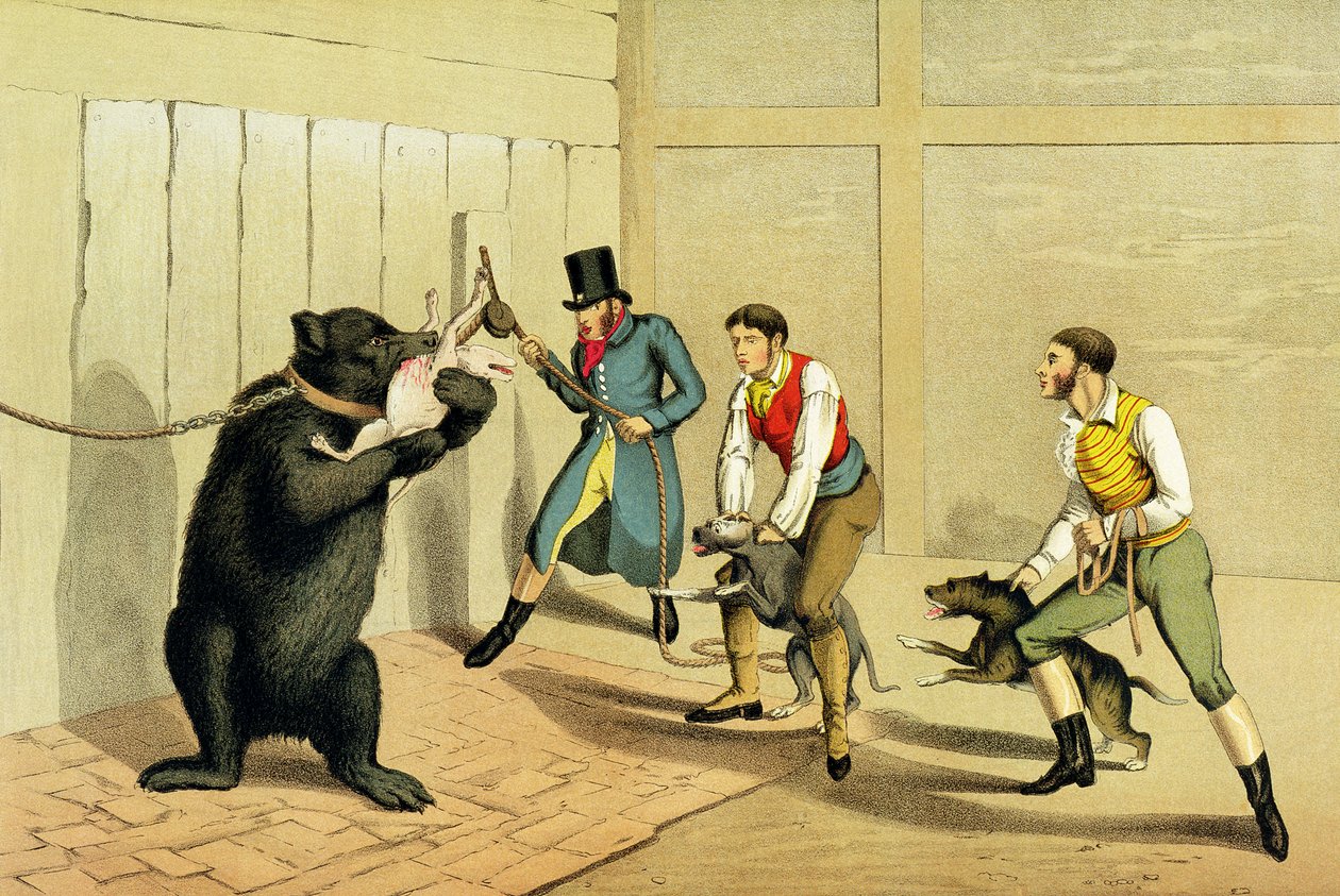 "Bear Baiting", utgiven av Thomas McLean, 1820, (sporttryck) av Henry Thomas Alken