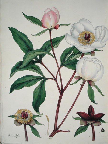 Paeonia Albiflora, från 