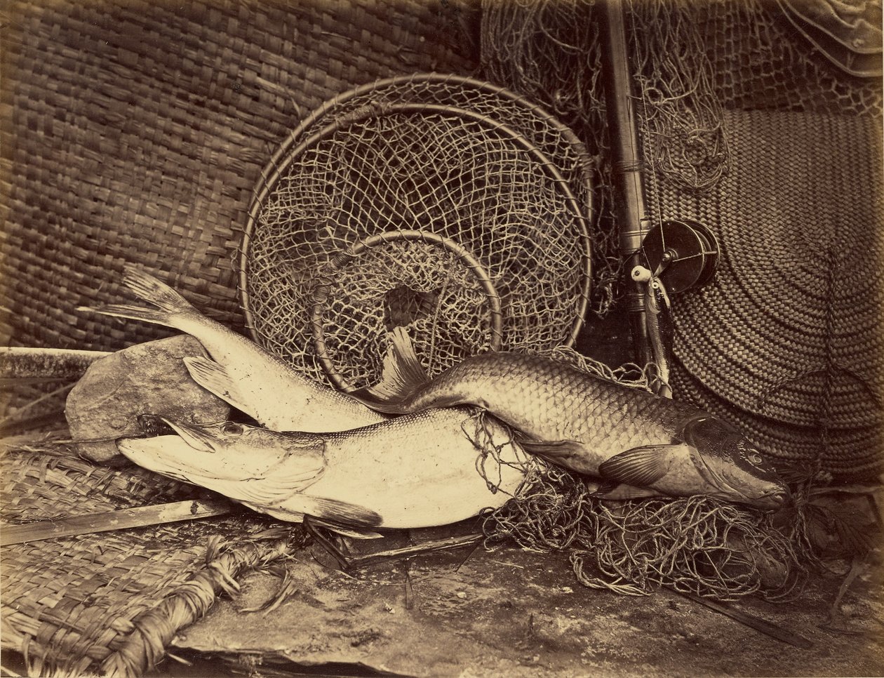 Stilleben med karp och gädda av Henry Bailey