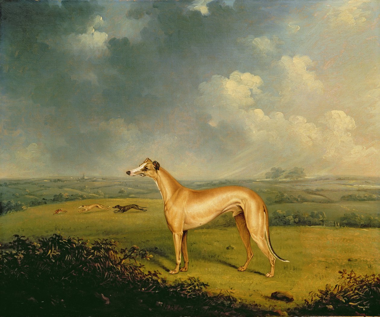 Pastor Henry Bate Dudleys Greyhound "The Miller" av Henry Bernard Chalon