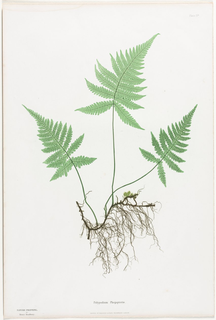 Ormbunkar i Storbritannien och Irland: Polypodium Phegopteris av Henry Bradbury