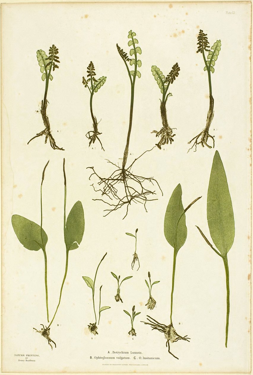Naturtryck av ormbunkar med månört och huggormstunga, plansch 51 från The Ferns of Great Britain and Ireland av Henry Bradbury