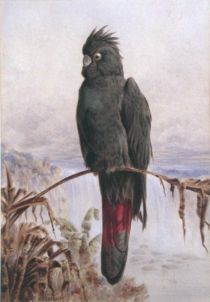 Australisk rödstjärtad svart kakadua (akvarell & kroppsfärg på papper) av Henry Bright