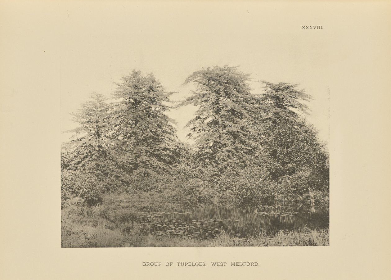 Grupp av tupeloer, West Medford av Henry Brooks