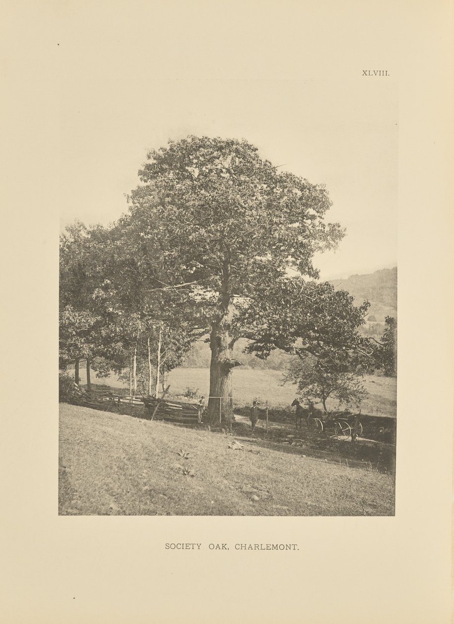 Society Oak, Charlemont av Henry Brooks