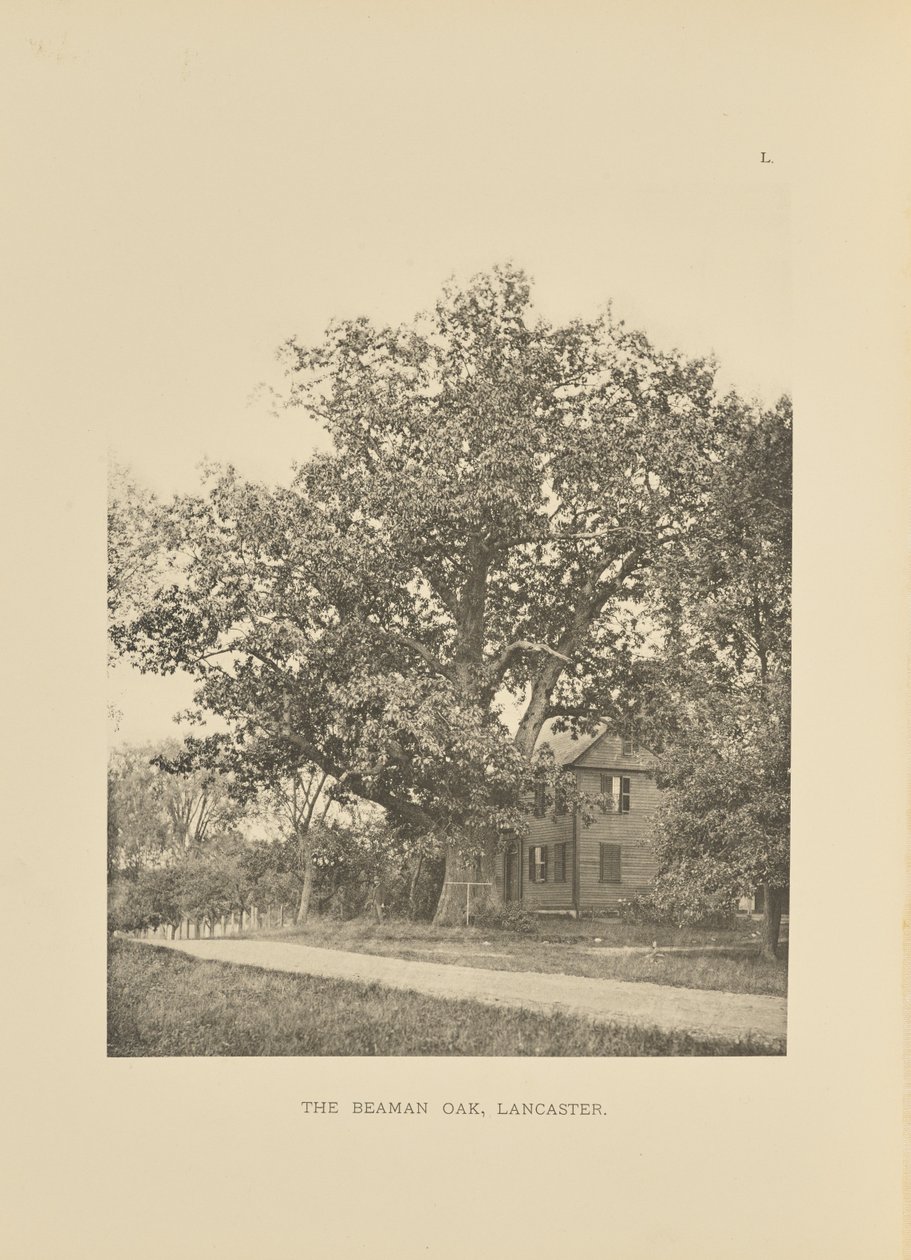 The Beaman Oak, Lancaster av Henry Brooks