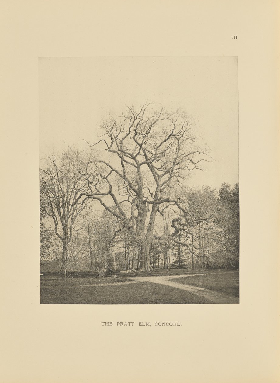 The Pratt Elm, Concord av Henry Brooks