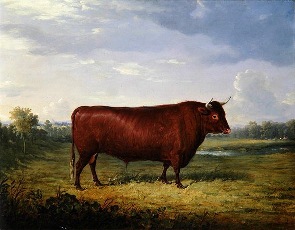 Porträtt av en brun tjur av Henry Calvert