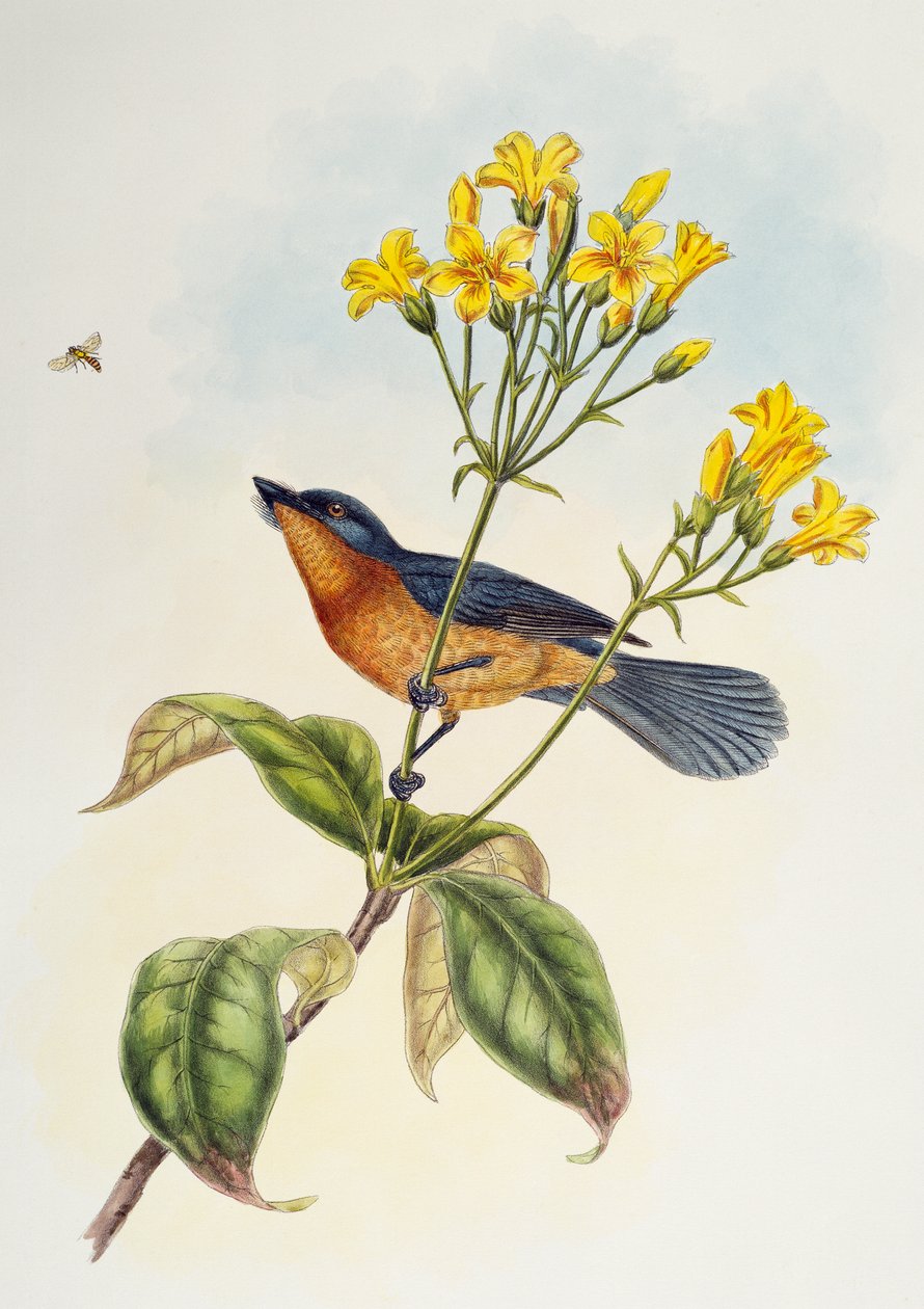 Brednäbbad flugsnappare (Myiagra ruficollis), från Birds of Asia av Henry Constantine Richter