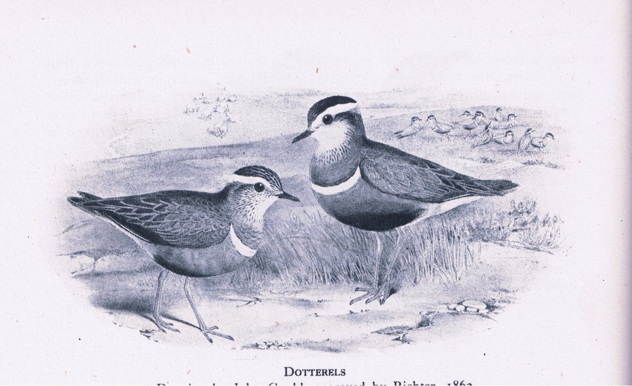 Dotterells, Nature in Britain publicerad av Collins, 1946 av Henry Constantine Richter