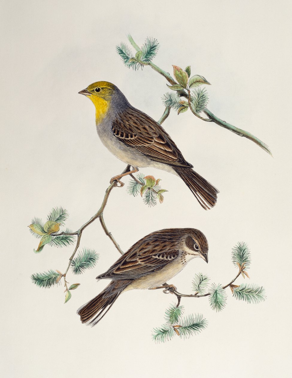 Emberiza cinerea, från Birds of Asia av Henry Constantine Richter