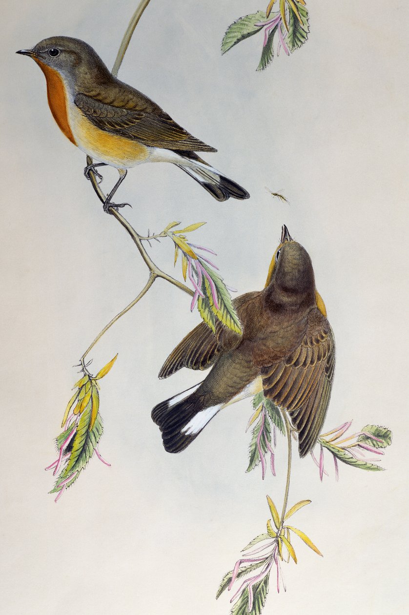 Rödbröst flugsnappare (Ficedula parva), från Birds of Great Britain av Henry Constantine Richter