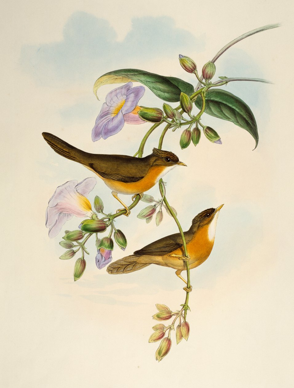 Tawny-bellied Babbler (Dumetia hyperythra), litografi från Birds of Asia av Henry Constantine Richter