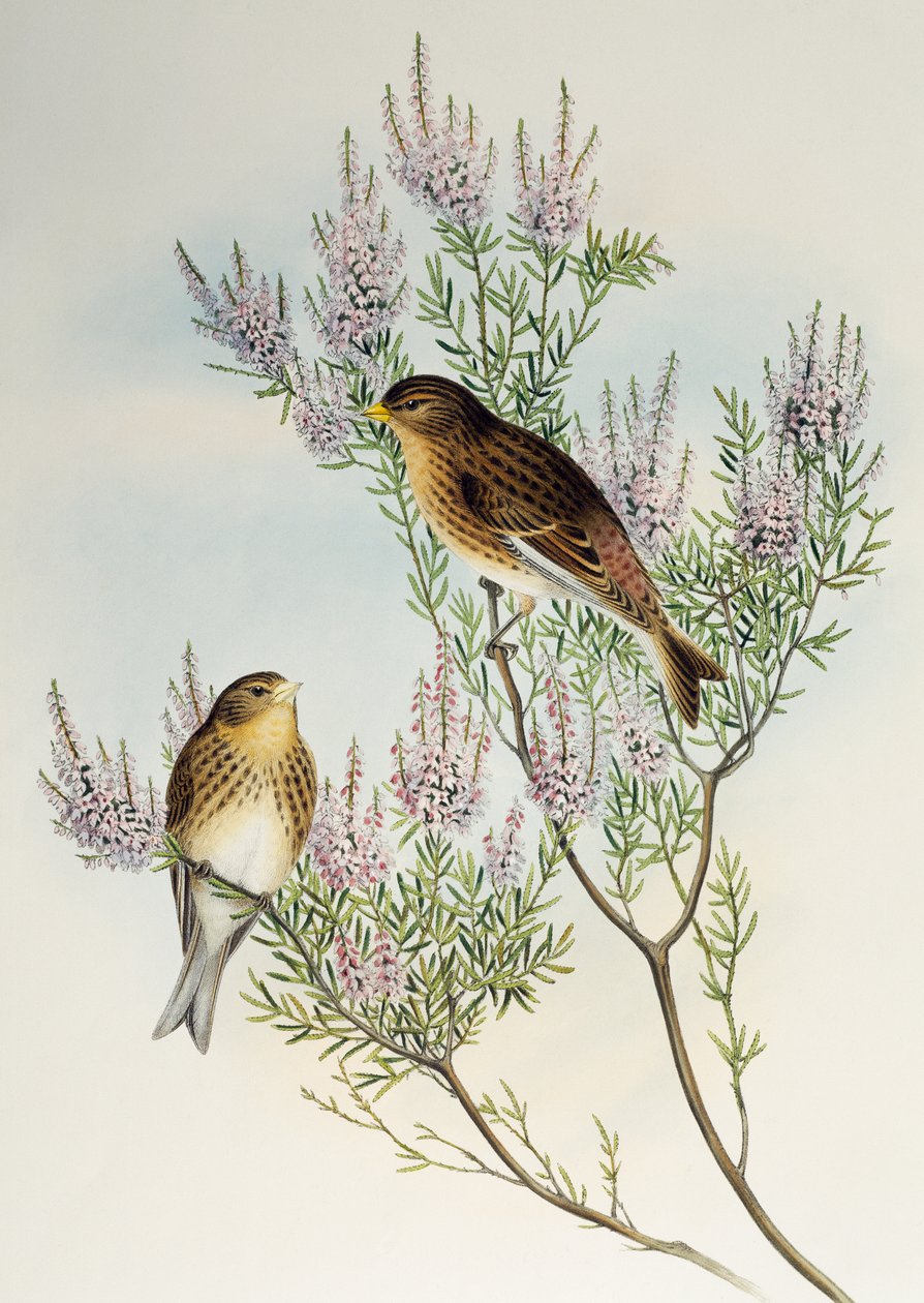 Trollslända (Carduelis flavirostris), från Birds of Great Britain av Henry Constantine Richter