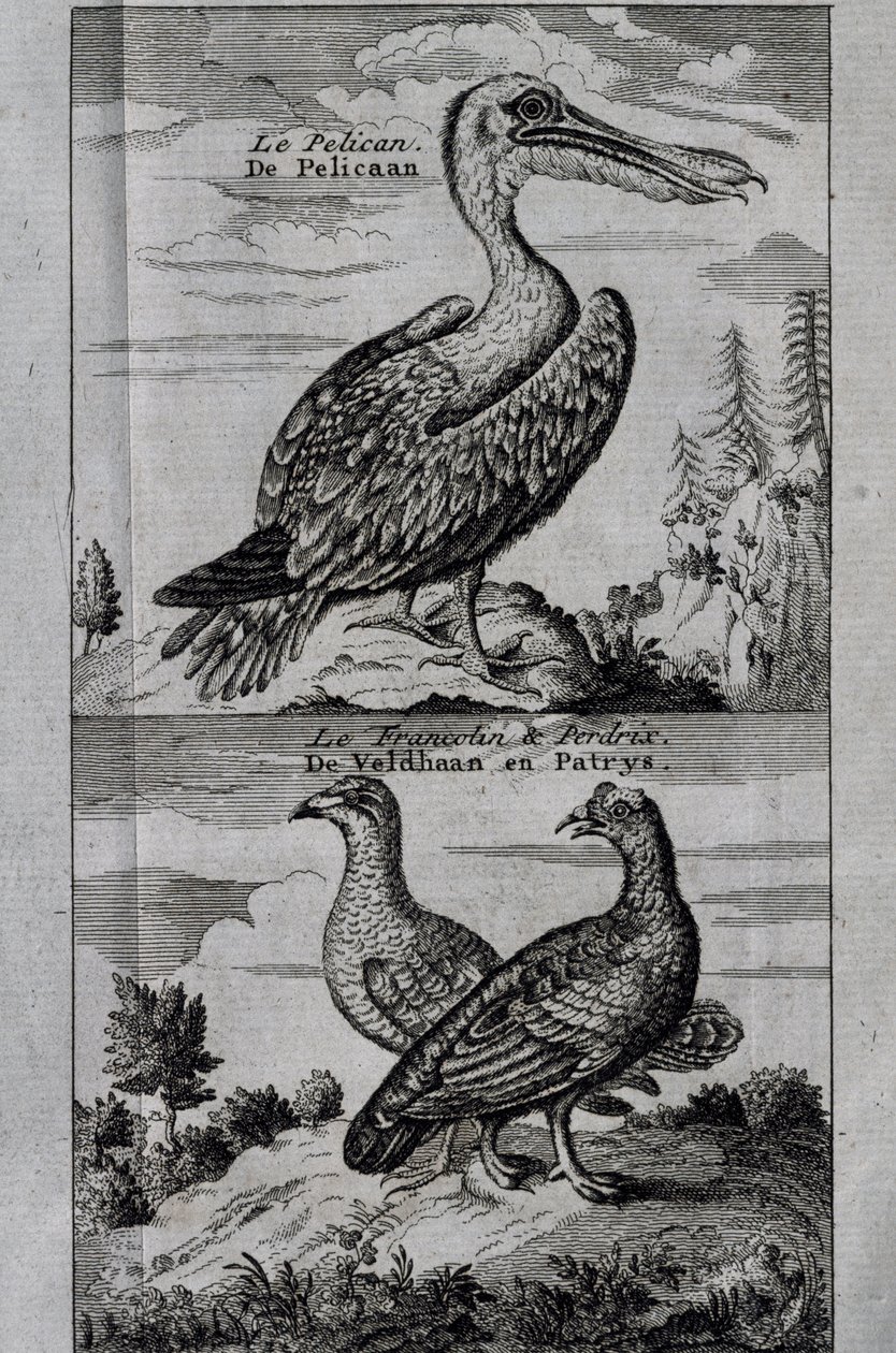 Pelican, Hassel ripa och Partridge, gravyr från Voyage made to Hudson