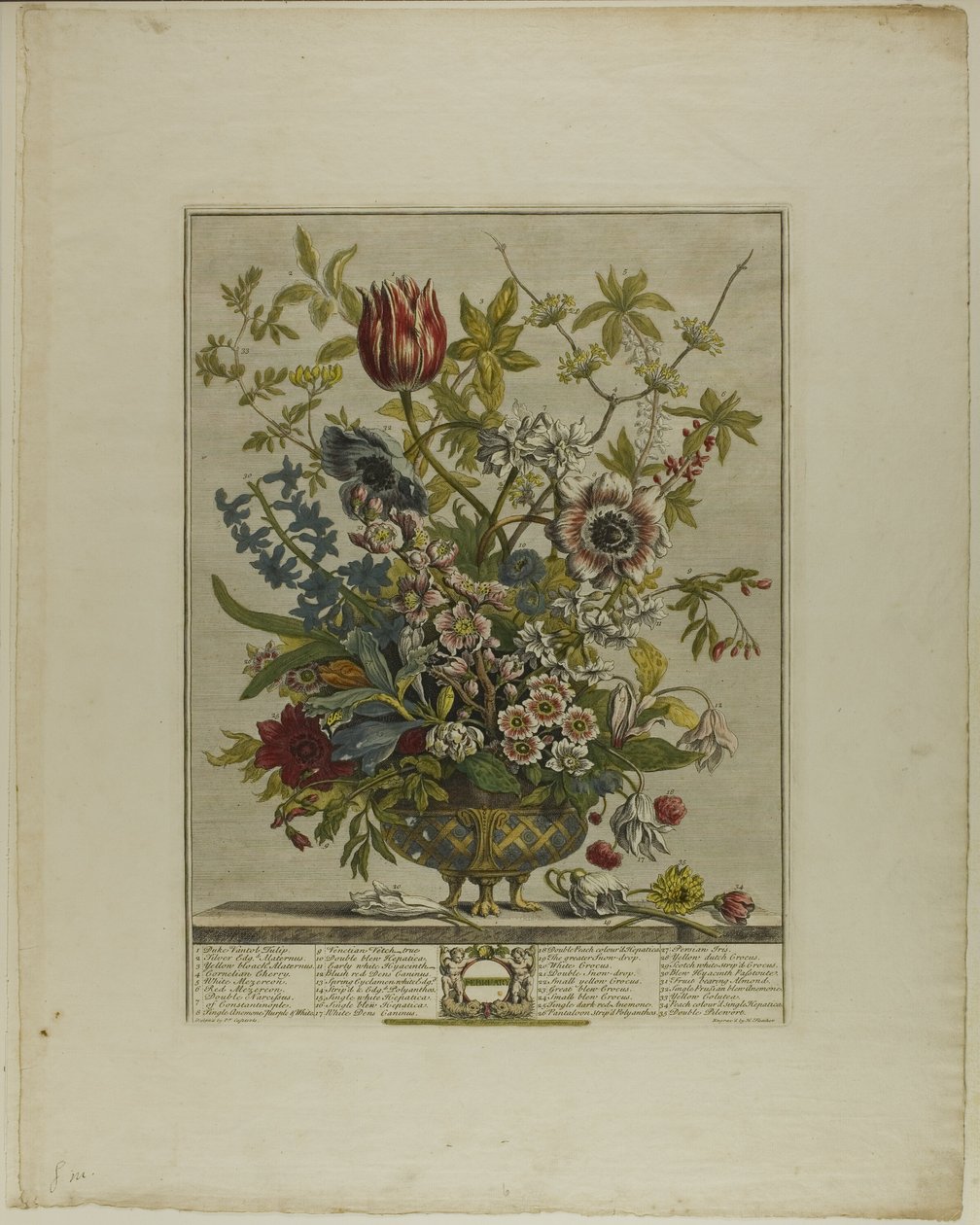Februari, från Twelve Months of Flowers av Henry Fletcher
