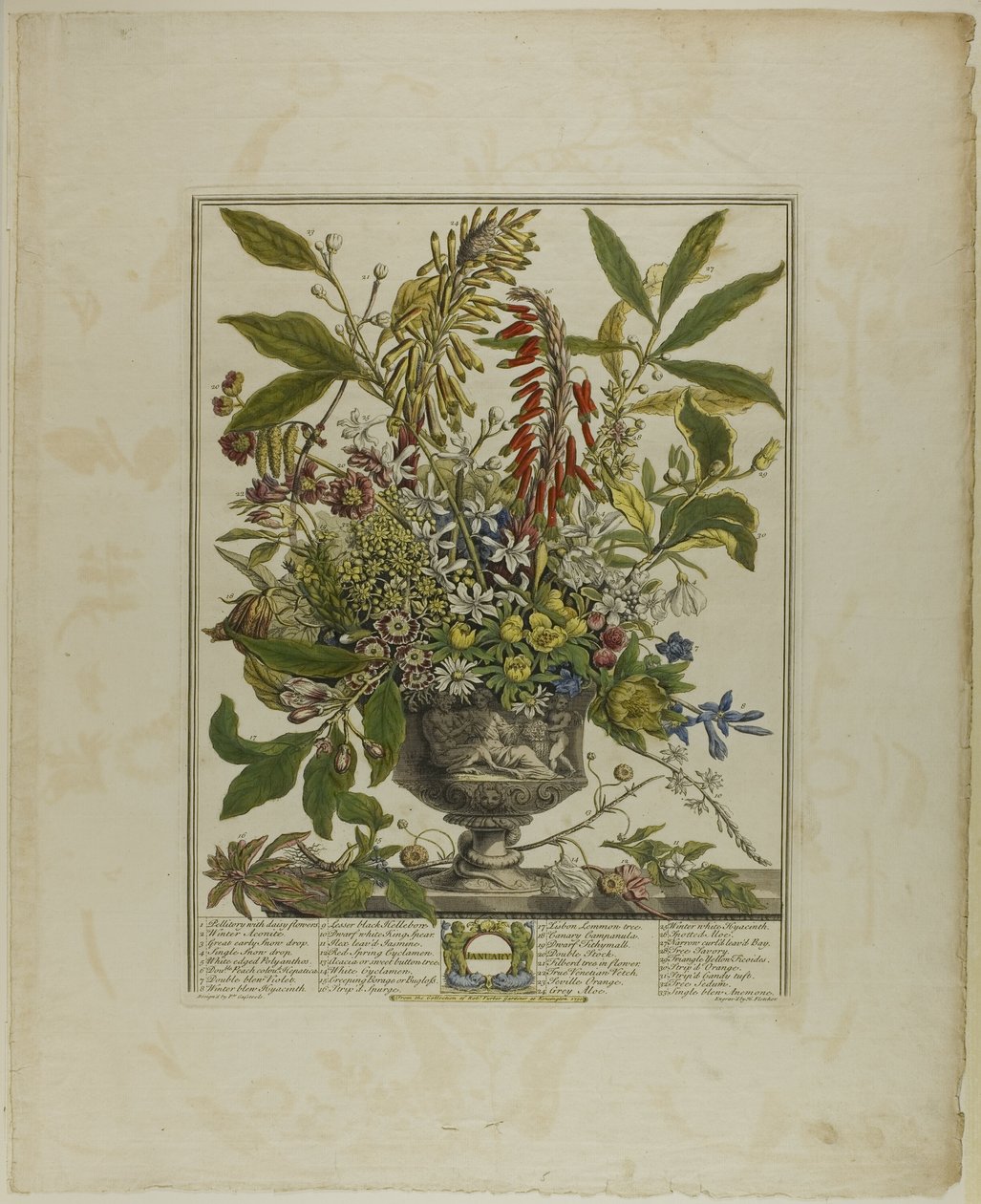Januari, från Tolv månader av blommor av Henry Fletcher