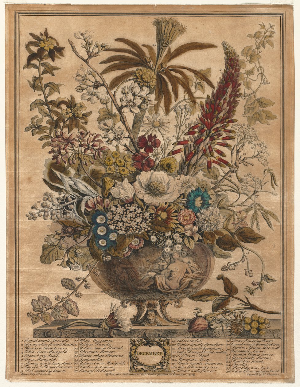 Tolv månaders blommor: december 1730. av Henry Fletcher