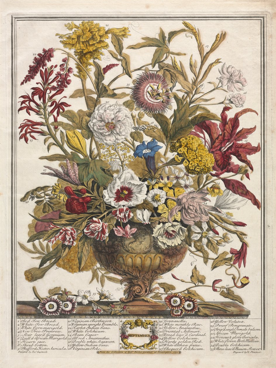 Tolv månaders blommor: september 1730. av Henry Fletcher