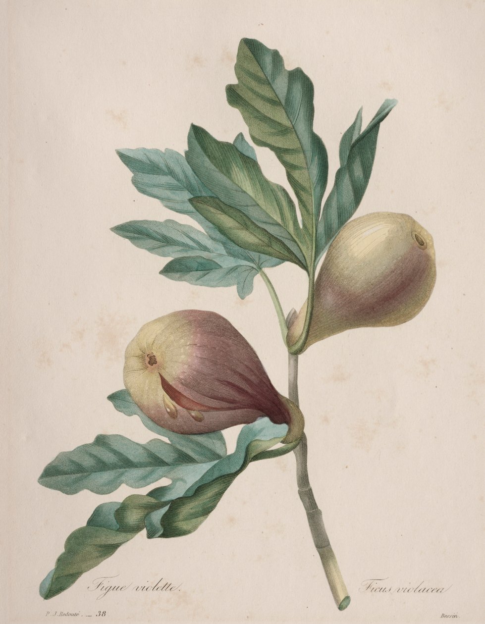 Val av de vackraste blommorna...vackraste frukterna: Violet Fig av Henry Joseph Redouté