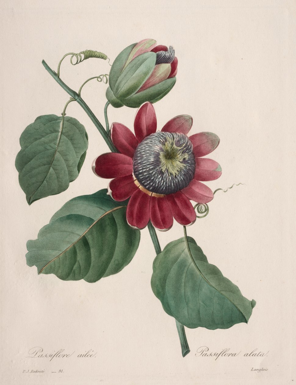 Val av de vackraste blommorna...vackraste frukterna: Passiflore ailee av Henry Joseph Redouté