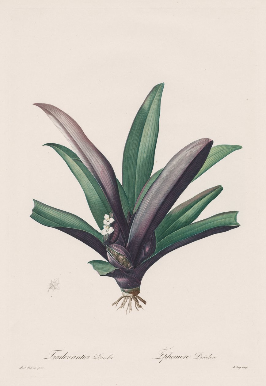 Les Liliacées: Tradescantia discolorswedish av Henry Joseph Redouté