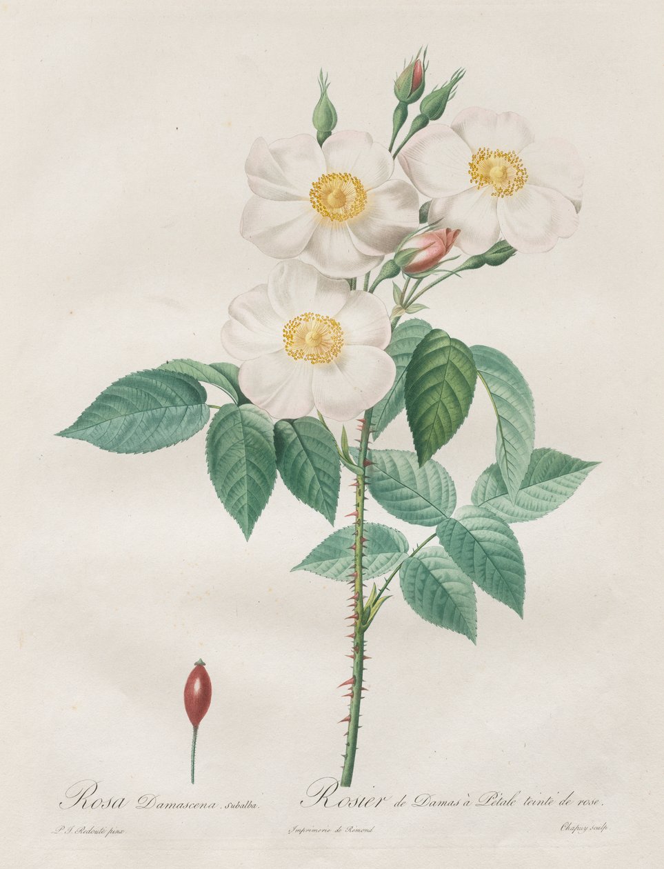 Rosorna: Rosa Damascena, subalba av Henry Joseph Redouté