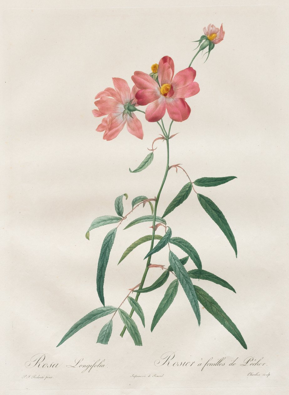 Rosorna: Rosa Longifolia av Henry Joseph Redouté