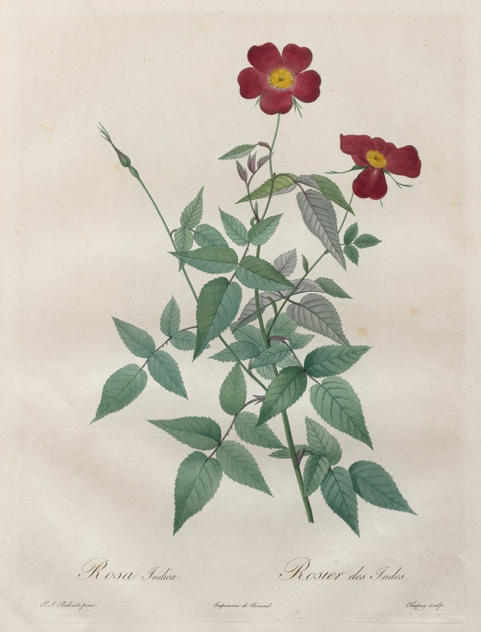 Rosorna: Rosa indica av Henry Joseph Redouté