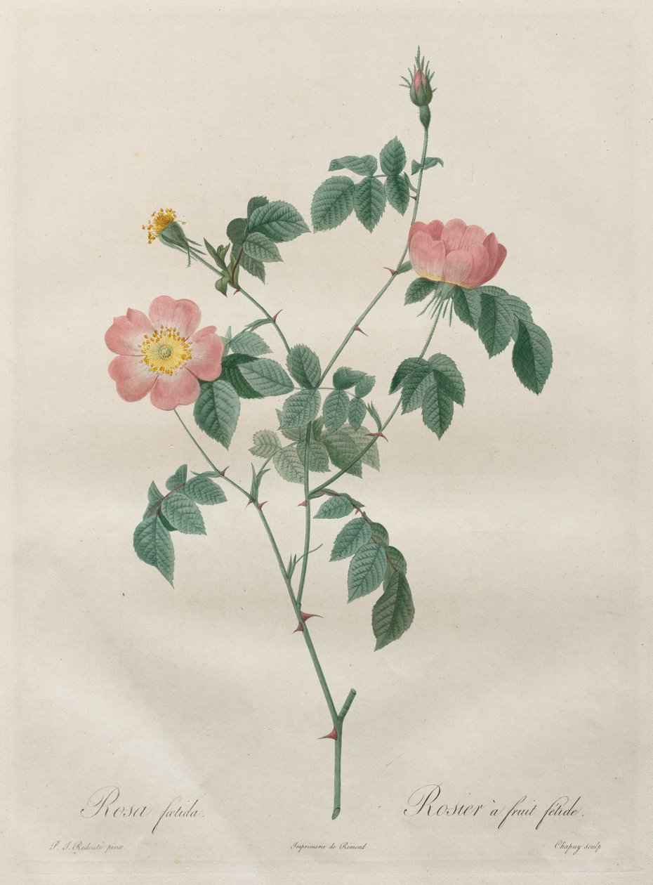 Rosorna: Rosa indica av Henry Joseph Redouté