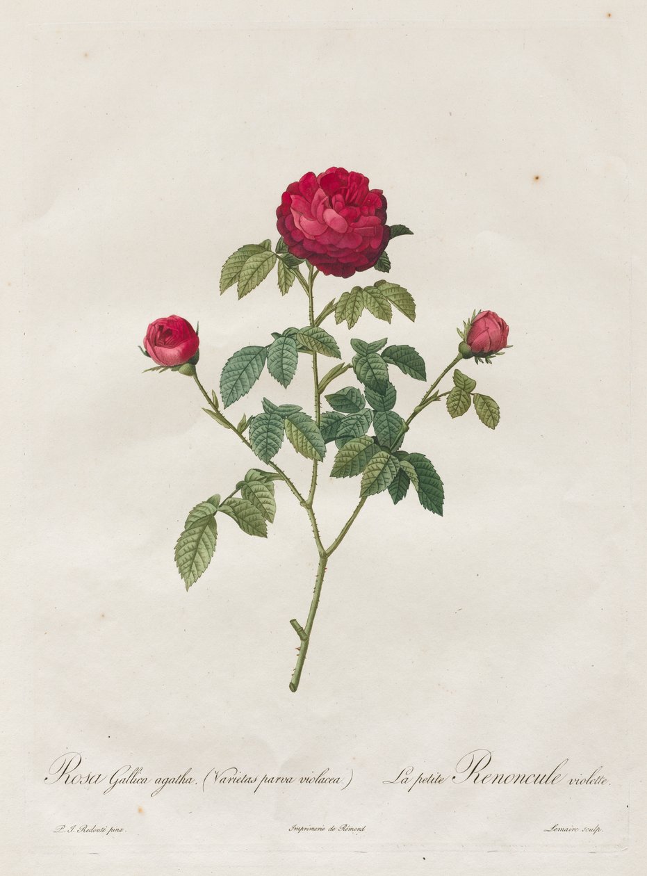 Provence eller French Rose av Henry Joseph Redouté