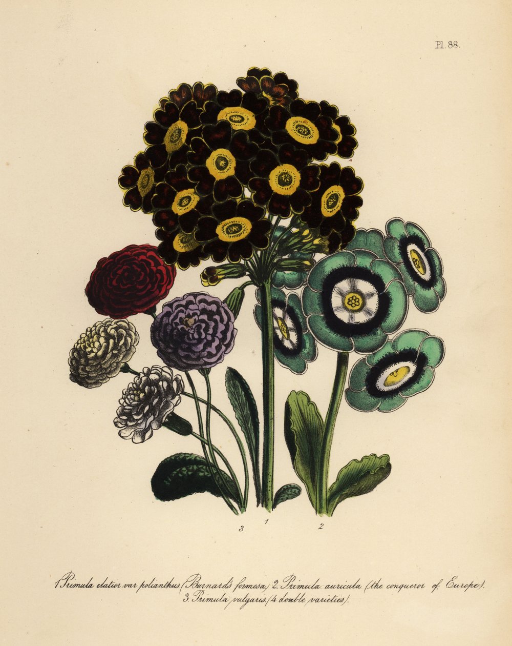 Burnards Formosa, Primula Elatior Polyanthus, Europas erövrare Auricula, Primula Auricula och Common Primrose (chromolito) av Henry Noel Humphreys