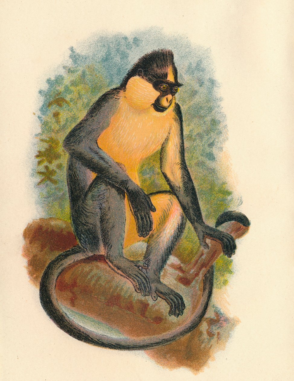 Everetts Langur, 1897 av Henry Ogg Forbes