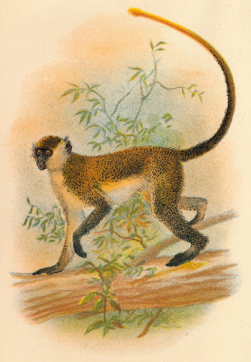 Gröna Guenon, 1897 av Henry Ogg Forbes