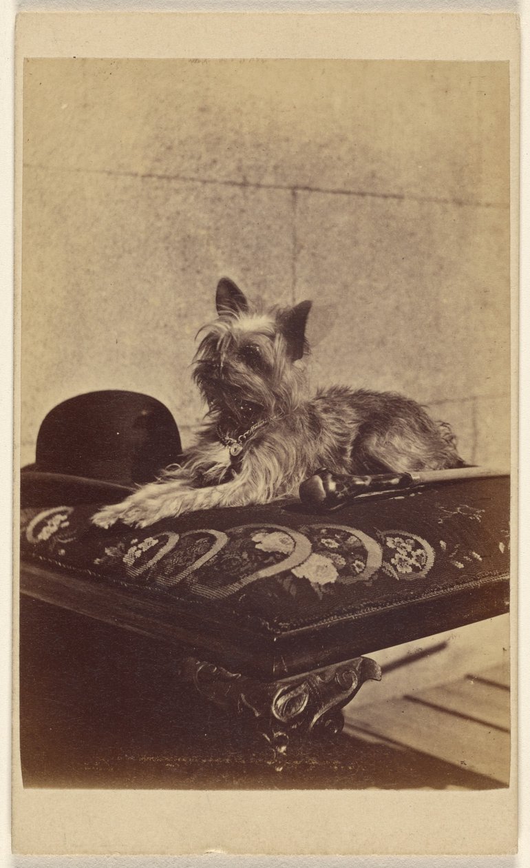 [Hund som ligger på en ottoman, bredvid en derbyhatt och en käpp] av Henry Pointer