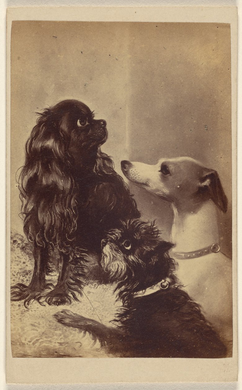 Floss, Daisy  Fairy; hundar av Barroness [sic] McClifford. Målad av Mrs Pointer. av Henry Pointer