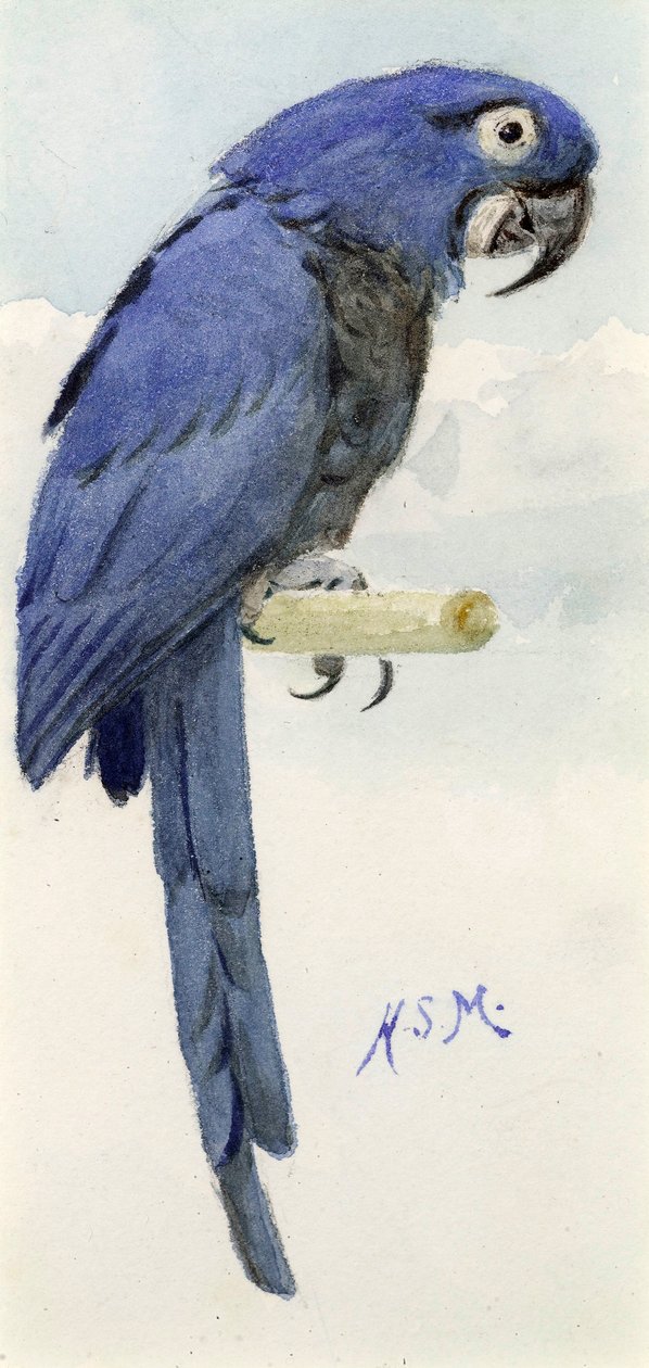 Hyacinth Macaw, ca 1890 av Henry Stacey Marks