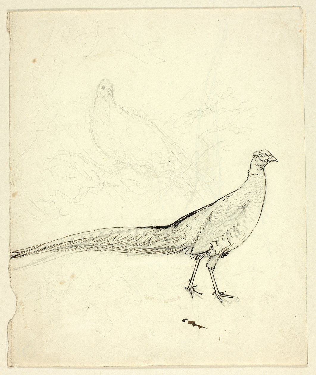 Två skisser av fasan (recto); Skiss av fasaner och kvinnlig nakenbild (verso) av Henry Stacy Marks