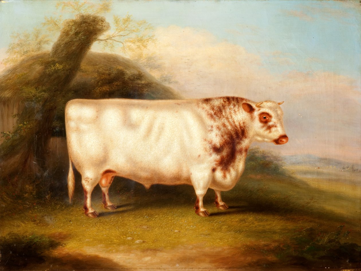 Harlsonia (Sorthornstjur), c.1855 av Henry Stafford