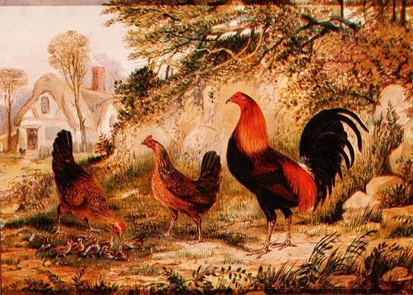 Tupp, höns och kycklingar av Henry Thomas Alken