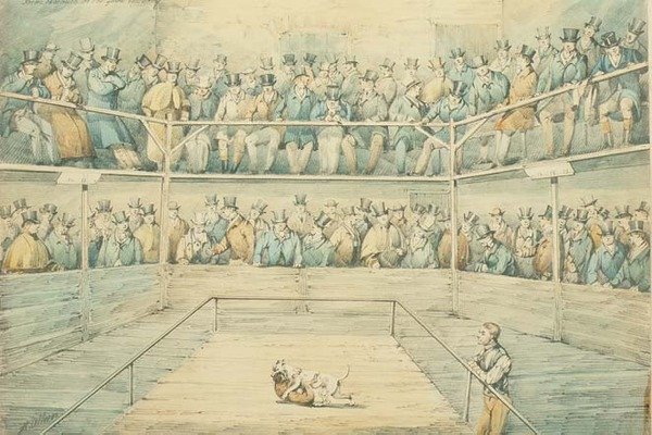 Hundkamp i Westminster Pitt av Henry Thomas Alken