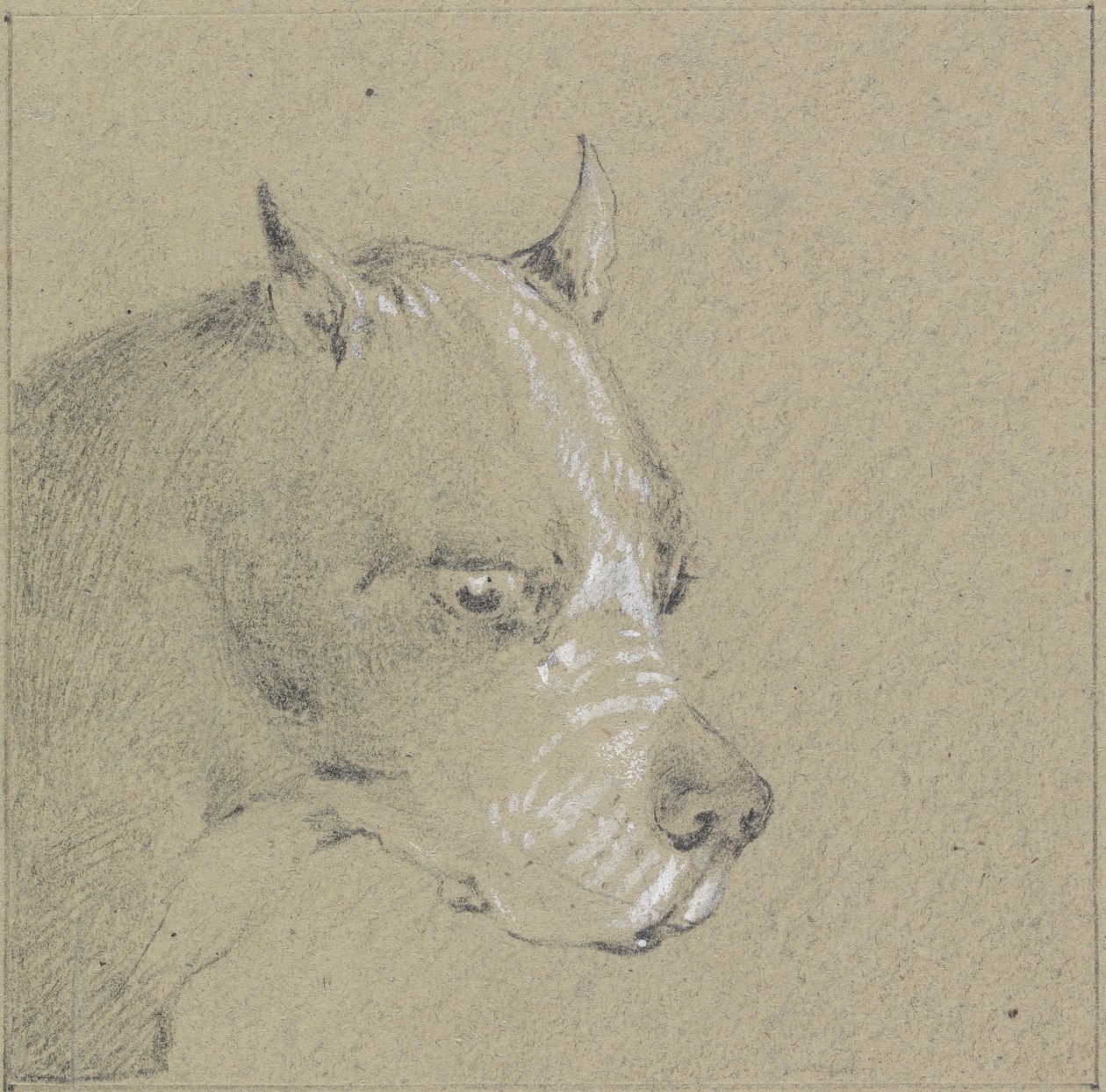 Huvud och axlar av en boxerhund (grafit förhöjd med vitt på papper) av Henry Thomas Alken