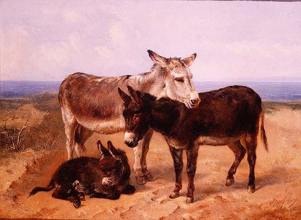 Sand åsnor av Henry Weekes
