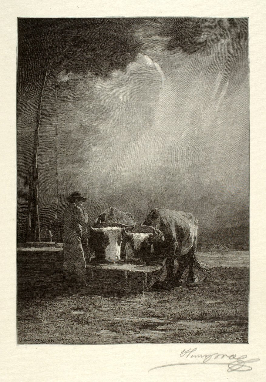 Oxen dricker av Henry Wolf