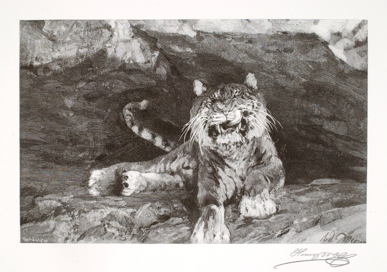 Tiger av Henry Wolf