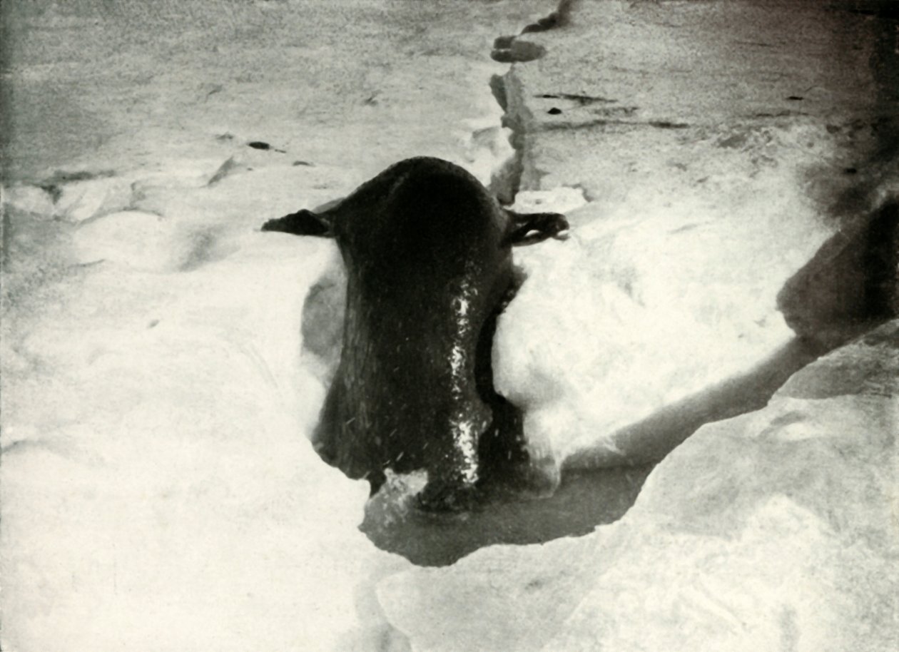 A Weddell Seal Getting On To The Ice, november 1911, 1913 av Herbert Ponting