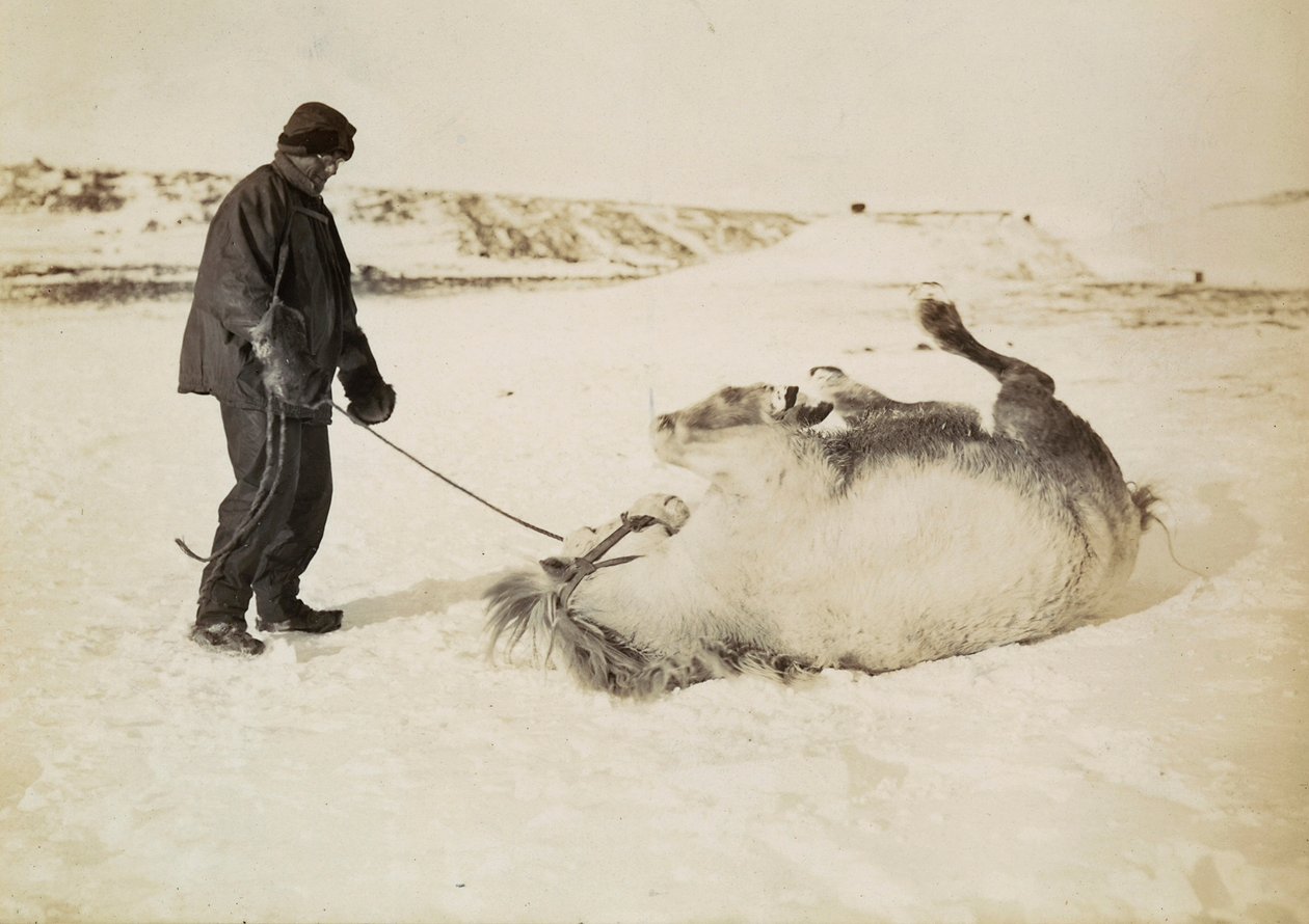 En man och hans häst i snön av Herbert Ponting