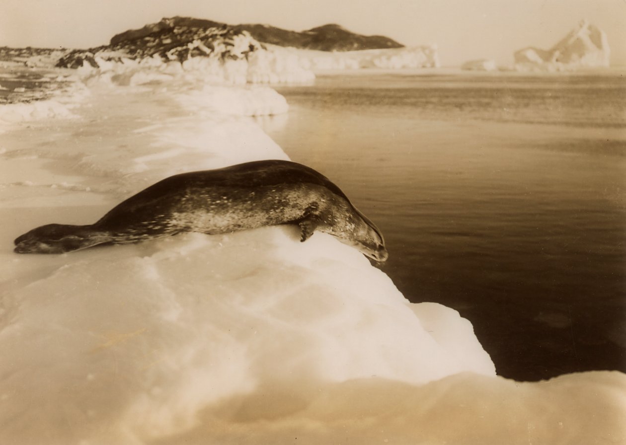 En brudsäl på väg att dyka vid West Beach, Cape Evans, Antarktis, 1911. av Herbert Ponting