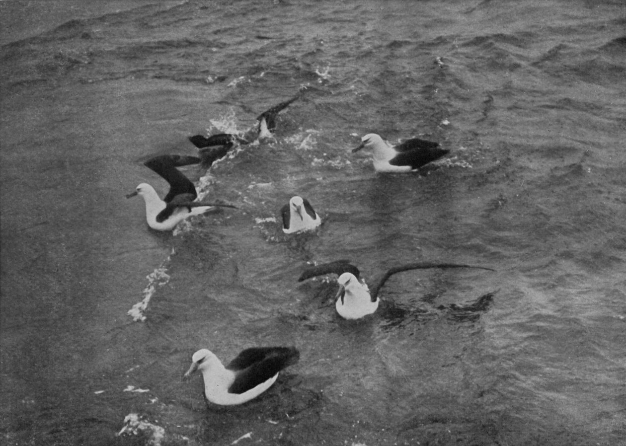 Albatrosser som söker föda i kölvattnet av Terra Nova, c19101913, 1913 av Herbert Ponting